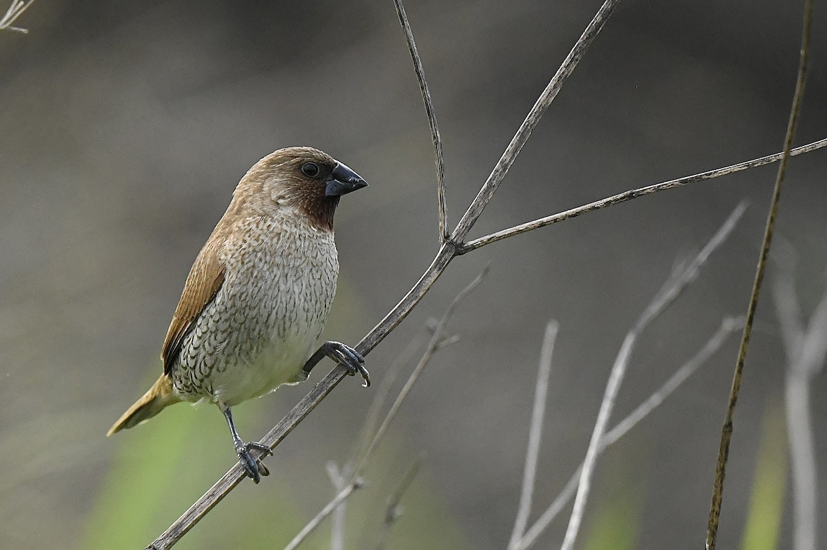 Scaly-breasted Munia - ML619347625