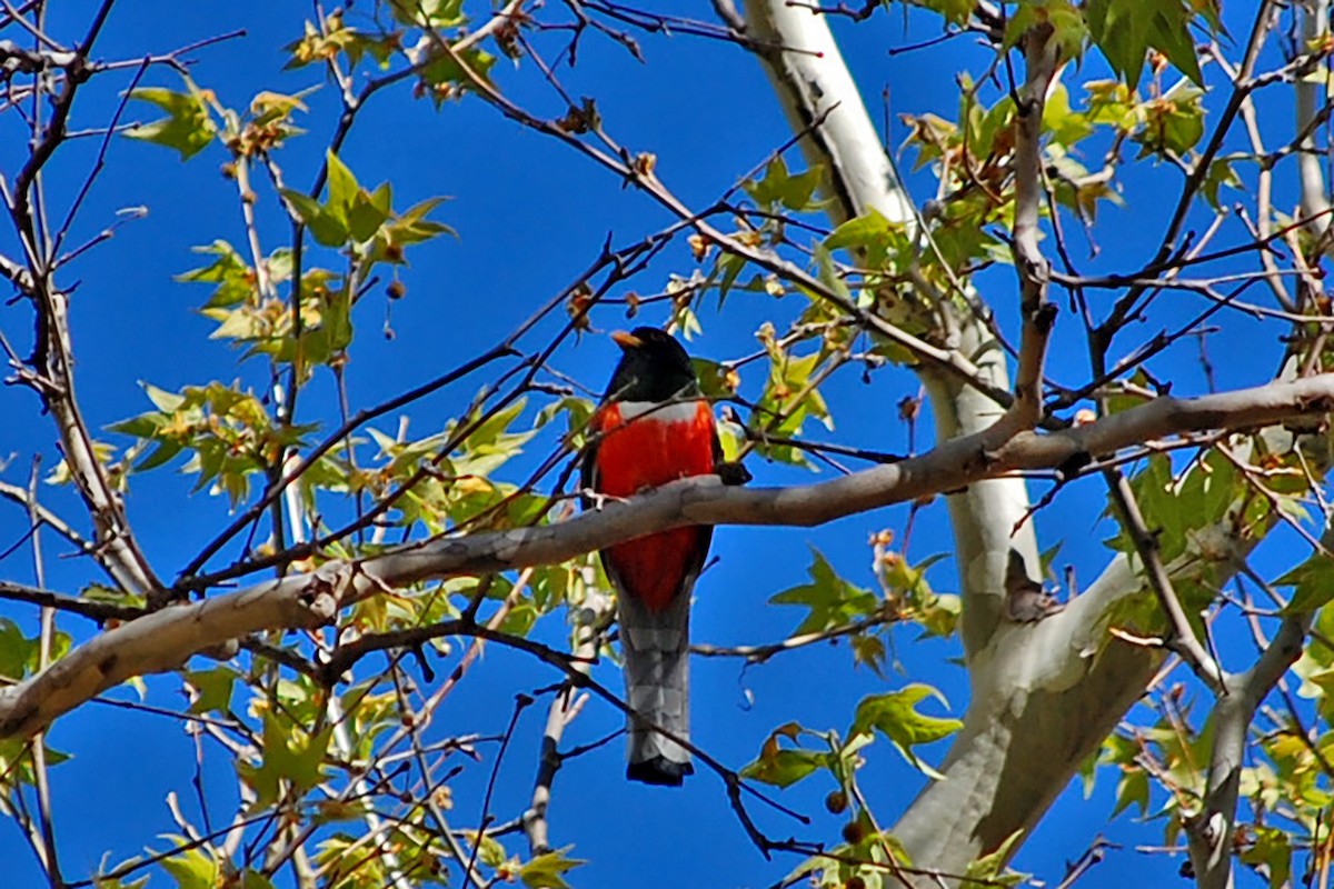 Elegant Trogon - ML619347646