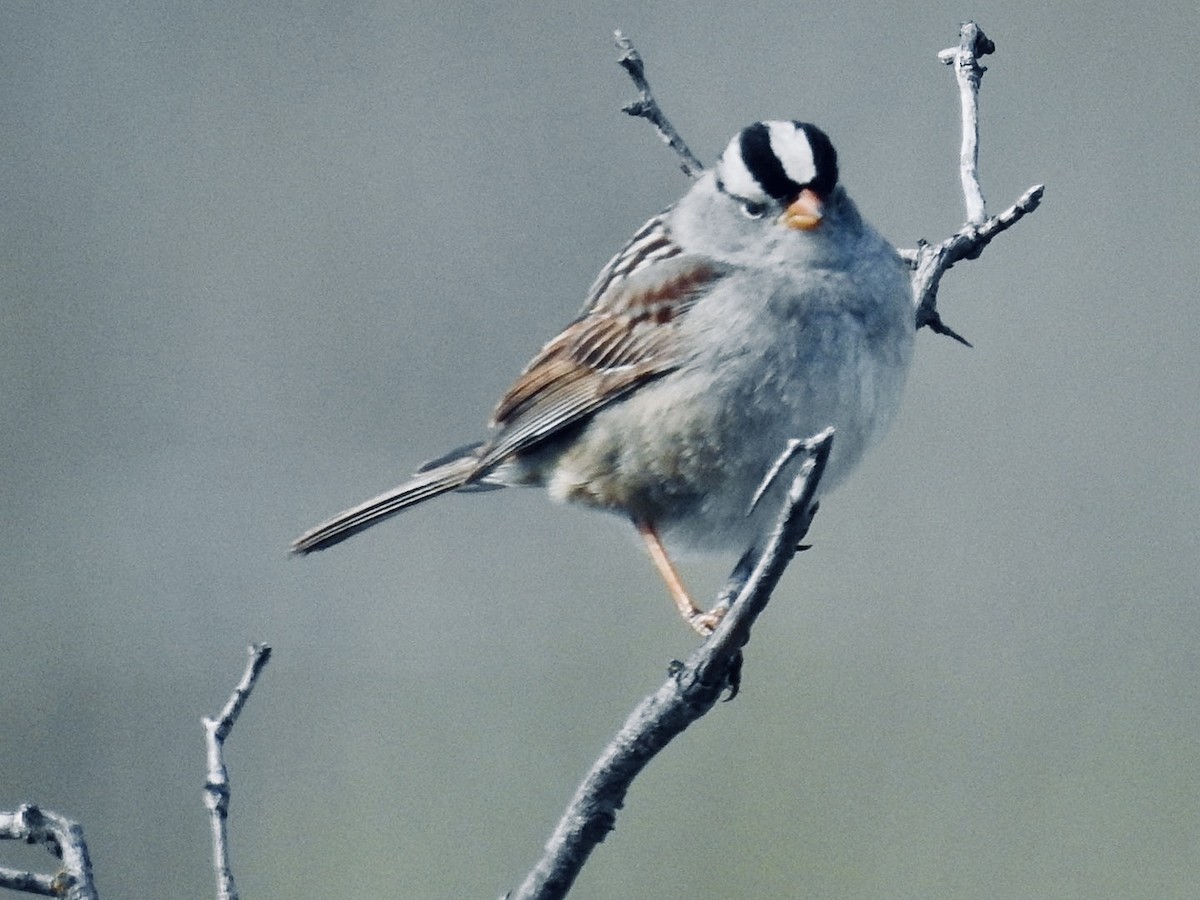 White-crowned Sparrow - jerod peitsmeyer