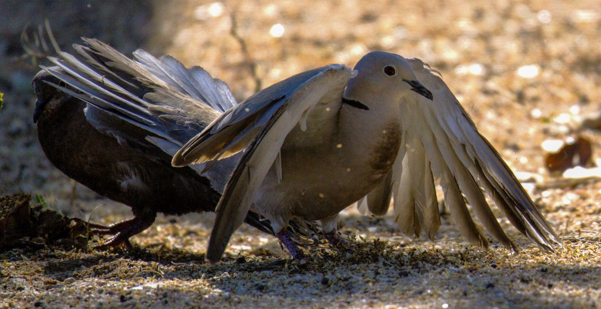 Eurasian Collared-Dove - Don Carney