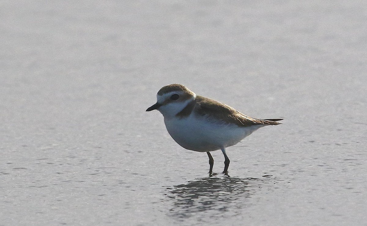 Kentish Plover - Group account  for eBirding in Serbia