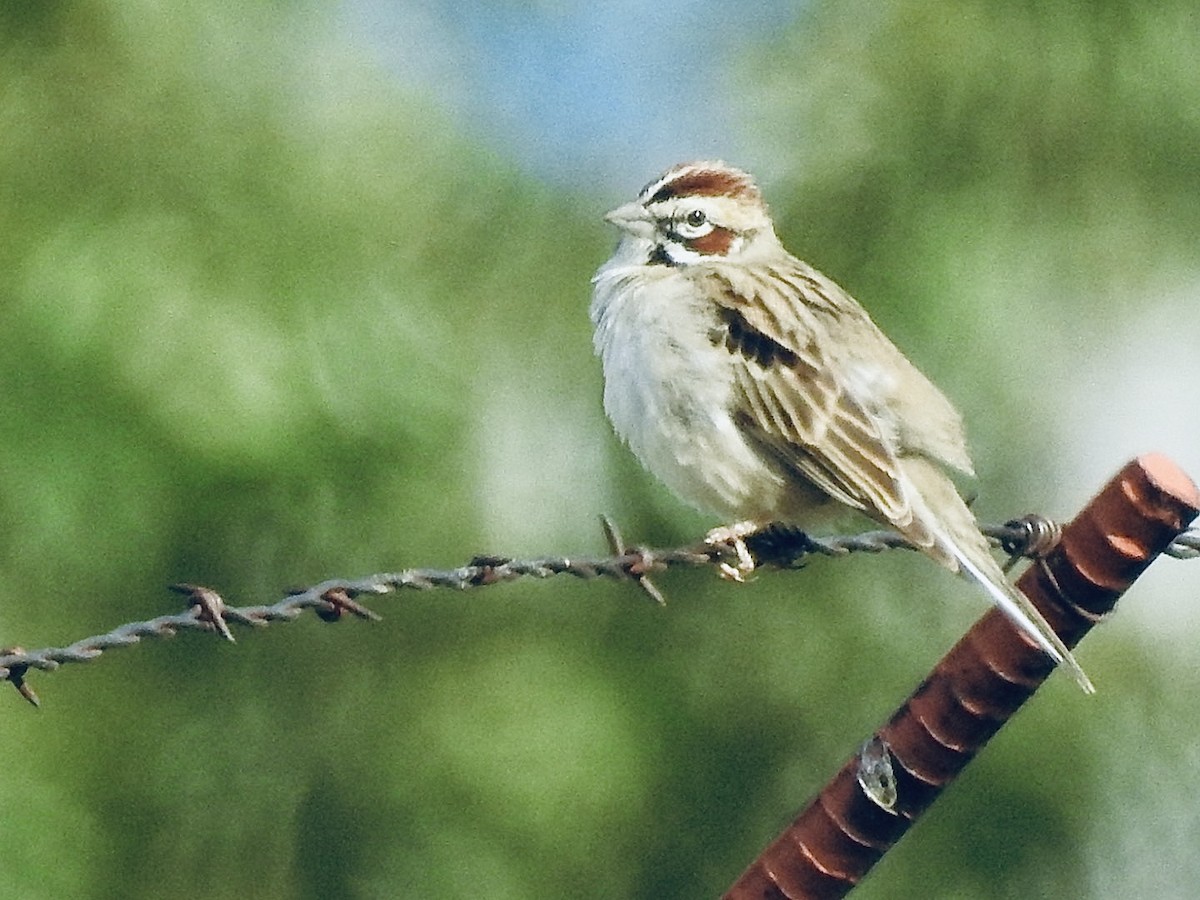Lark Sparrow - jerod peitsmeyer