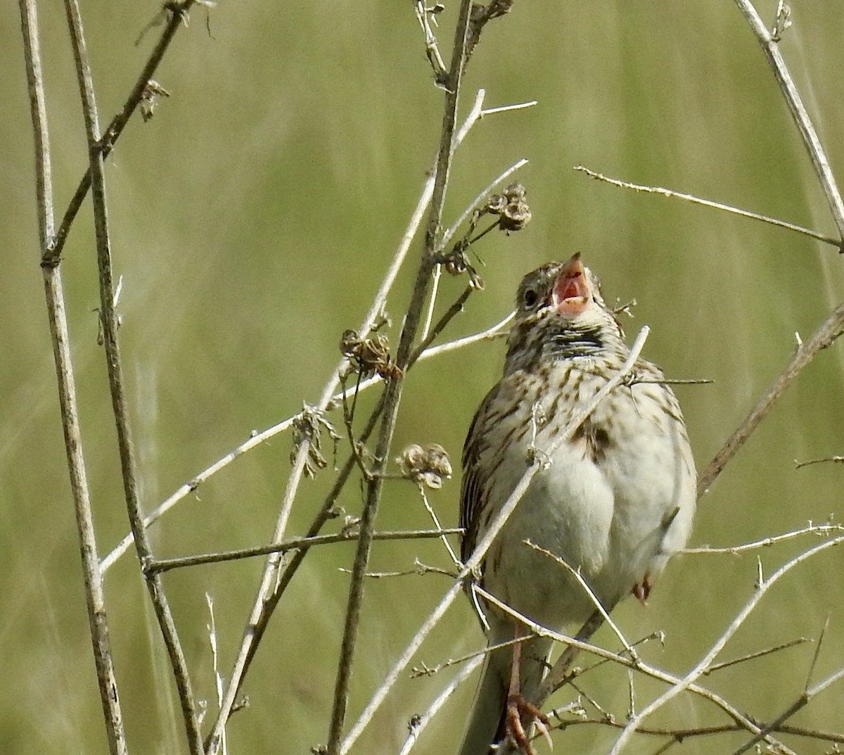 Vesper Sparrow - jerod peitsmeyer