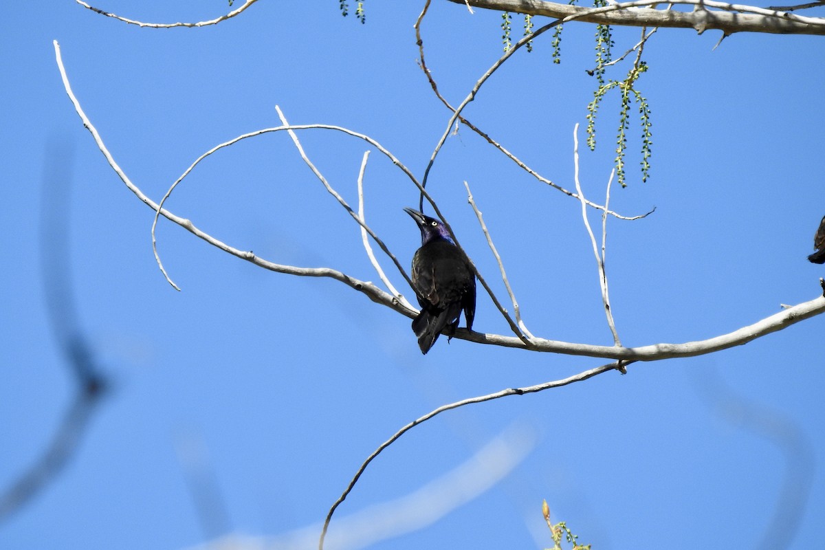 Common Grackle - Teresa Gehring