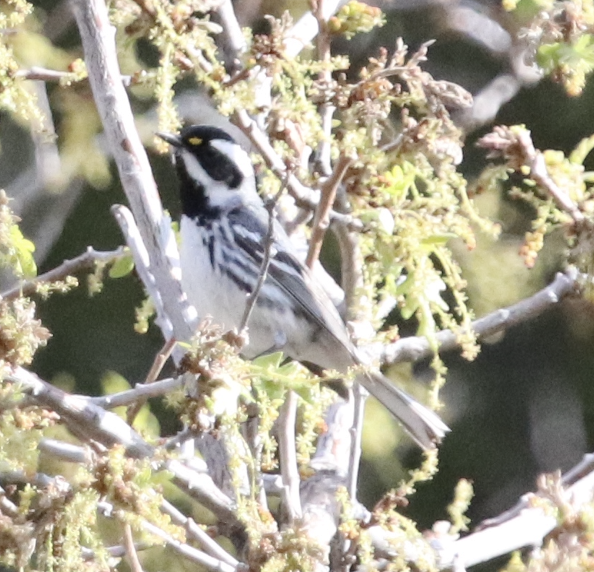 Black-throated Gray Warbler - David Schulte