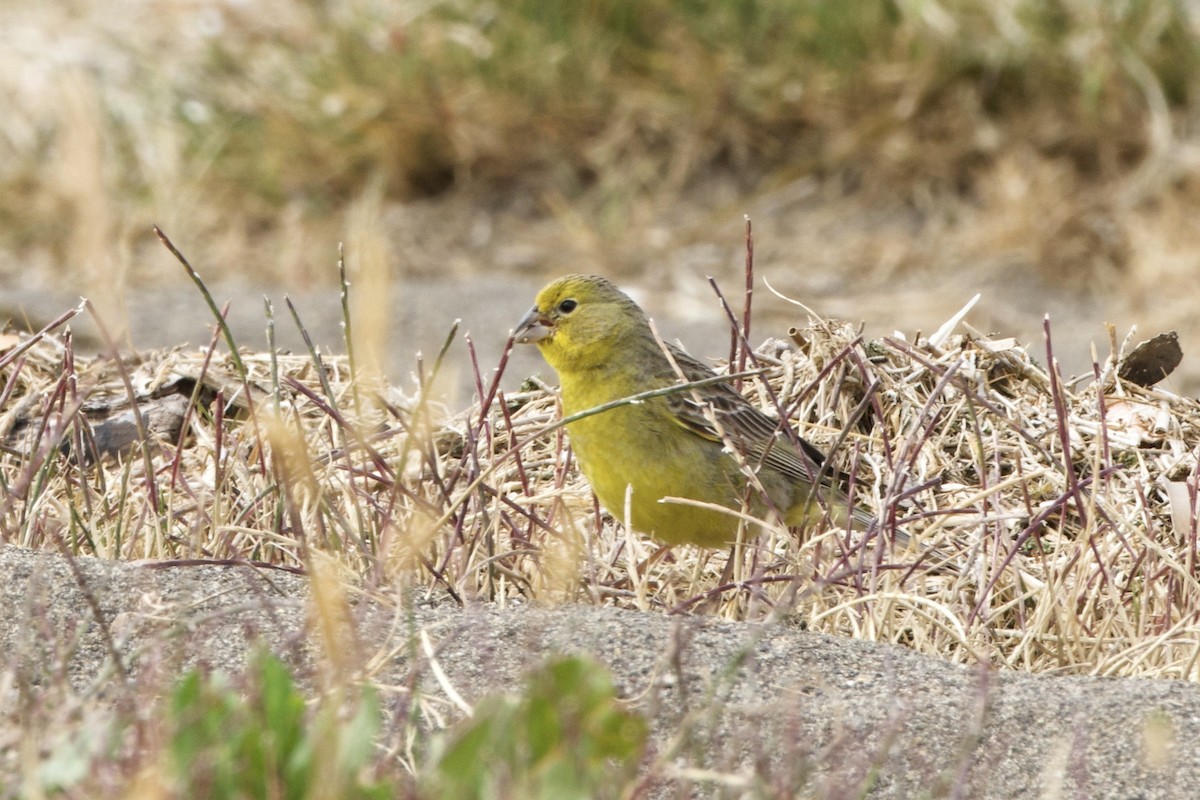 Grassland Yellow-Finch - Lee Burke