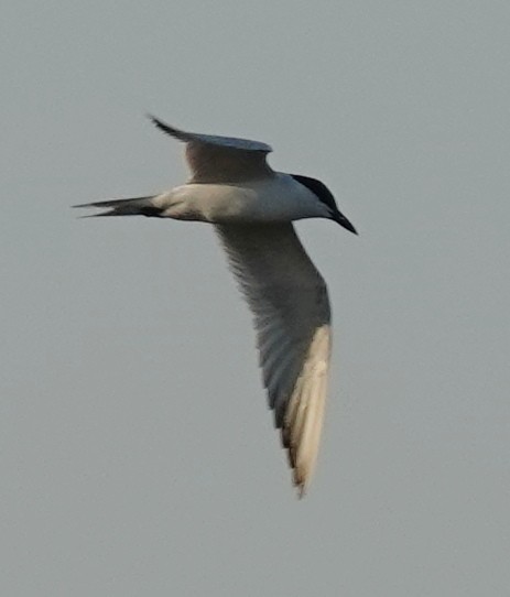 Gull-billed Tern - Lilian Saul