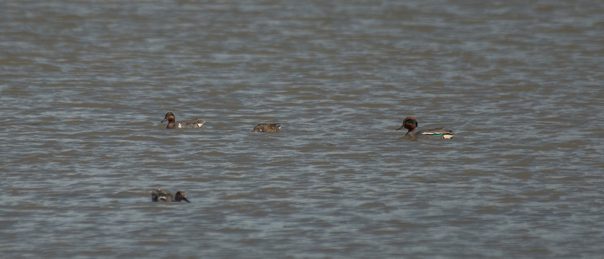 Green-winged Teal (American) - Theo de Clermont