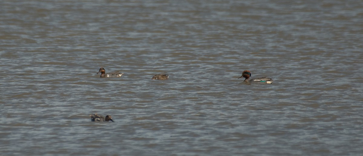 Green-winged Teal (American) - ML619347715