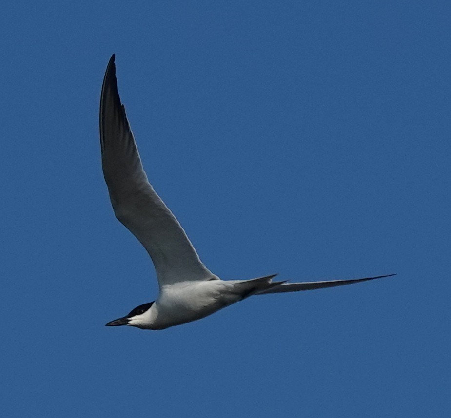 Gull-billed Tern - Lilian Saul