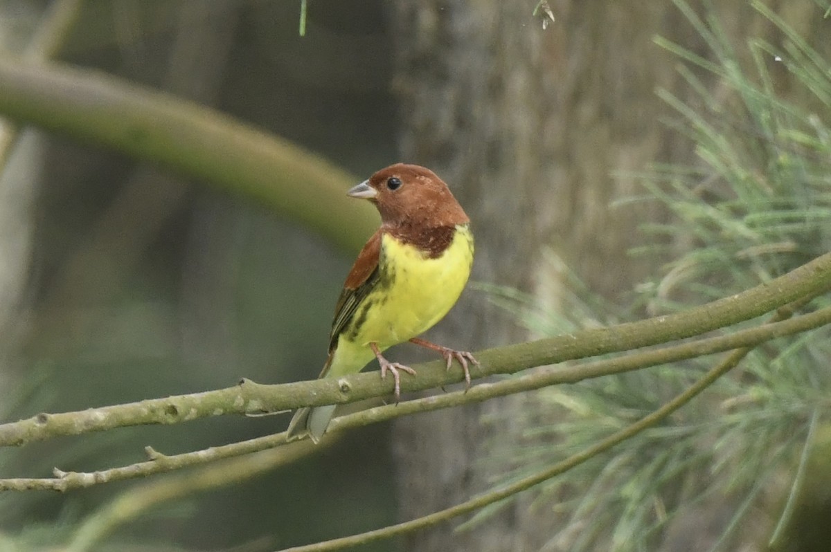 Chestnut Bunting - ML619347753