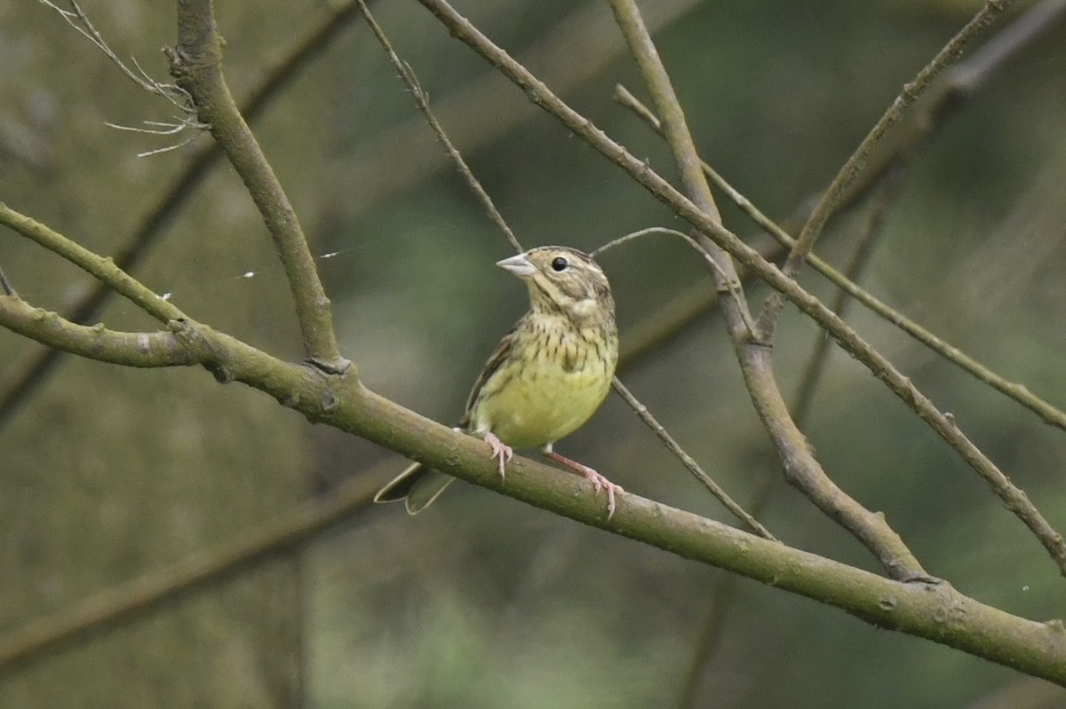 Chestnut Bunting - Jhih-Wei (志偉) TSAI (蔡)