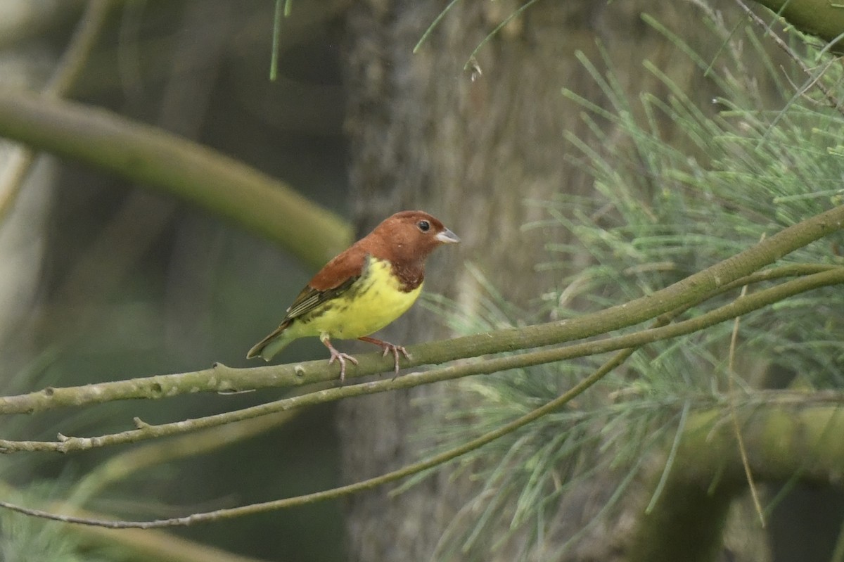 Chestnut Bunting - Jhih-Wei (志偉) TSAI (蔡)