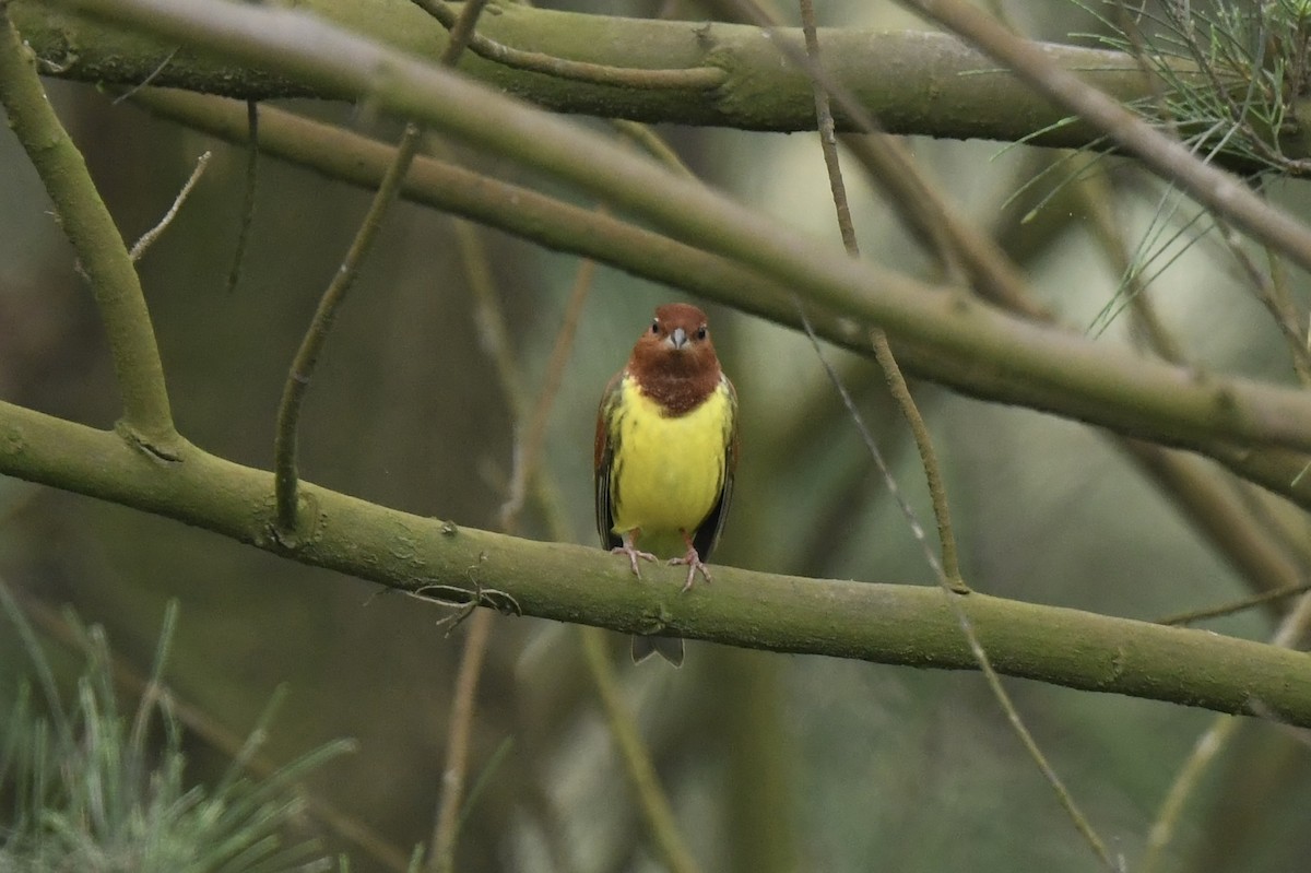 Chestnut Bunting - ML619347757