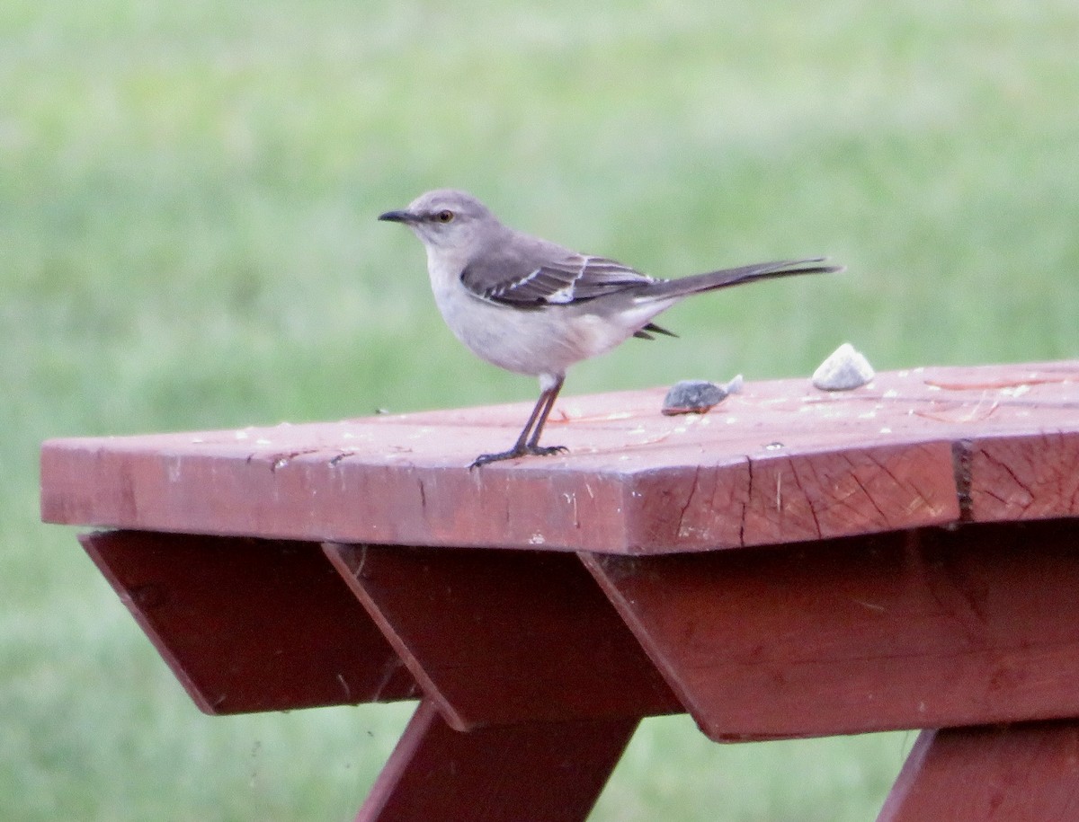 Northern Mockingbird - Tony Ward