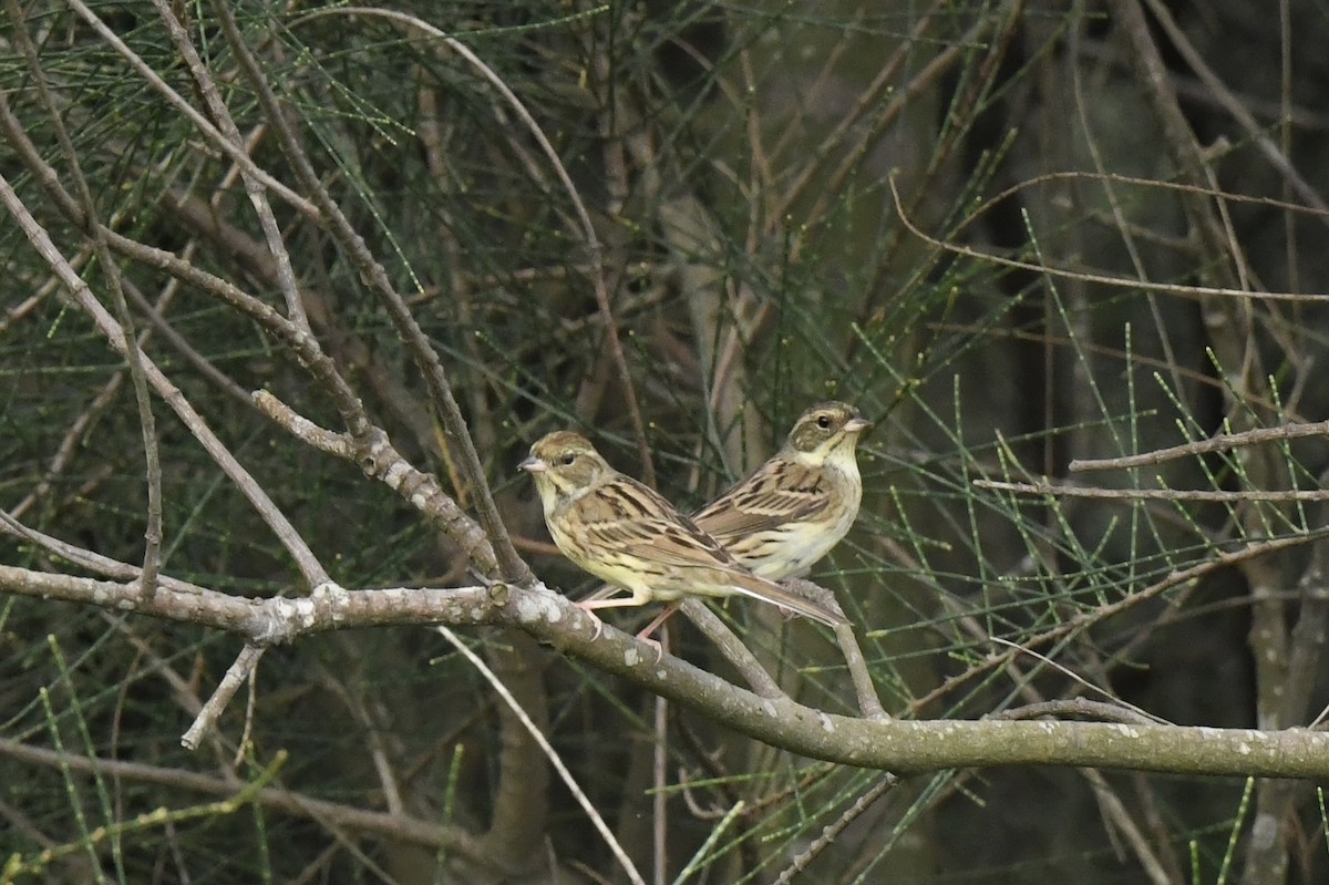 Black-faced Bunting - Jhih-Wei (志偉) TSAI (蔡)