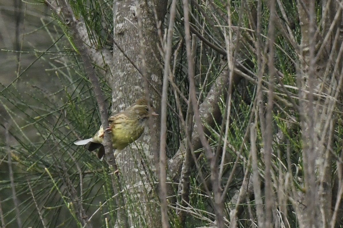 Black-faced Bunting - ML619347772