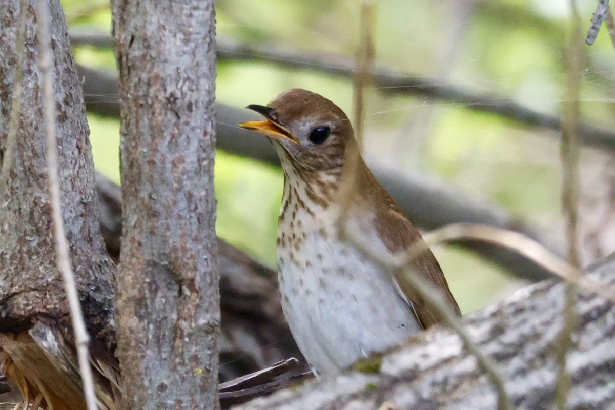 Veery - Catherine Lawrence