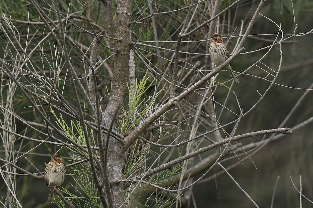 Little Bunting - Jhih-Wei (志偉) TSAI (蔡)