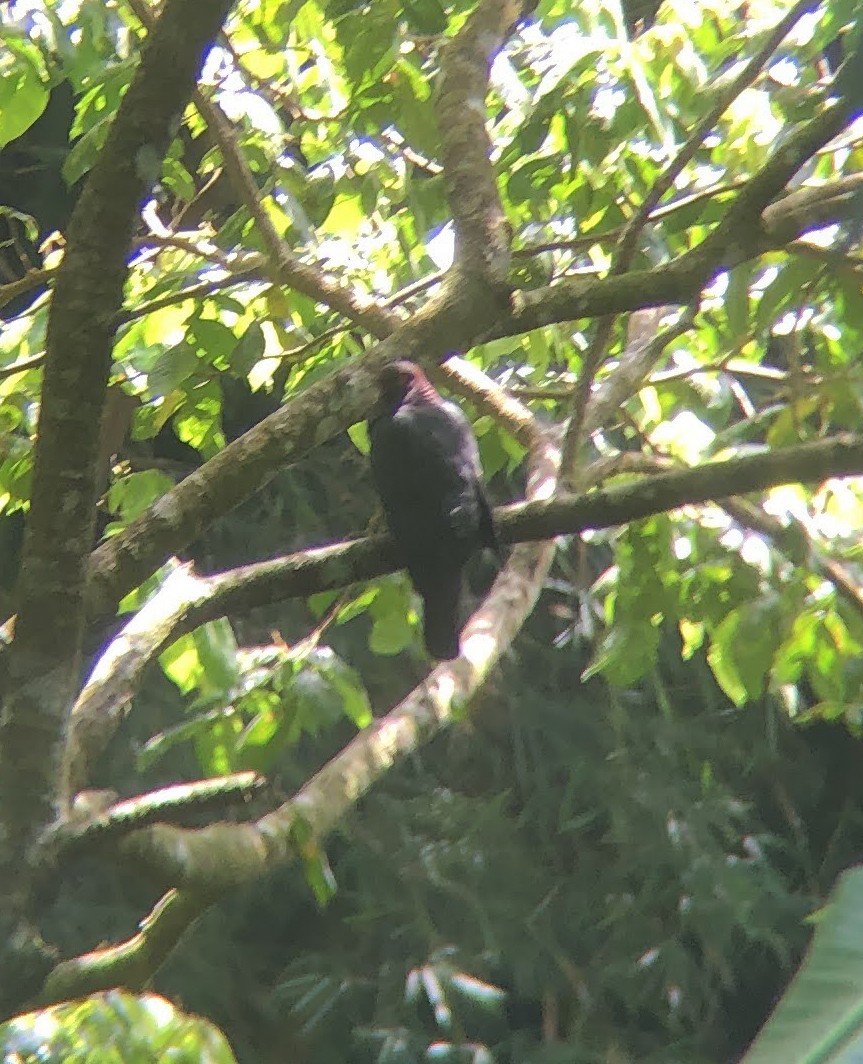 Scaly-naped Pigeon - Mara Flynn