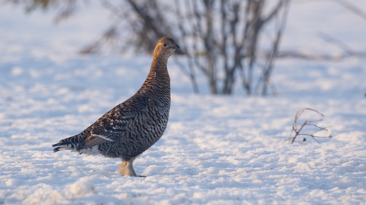 Black Grouse - ML619347797