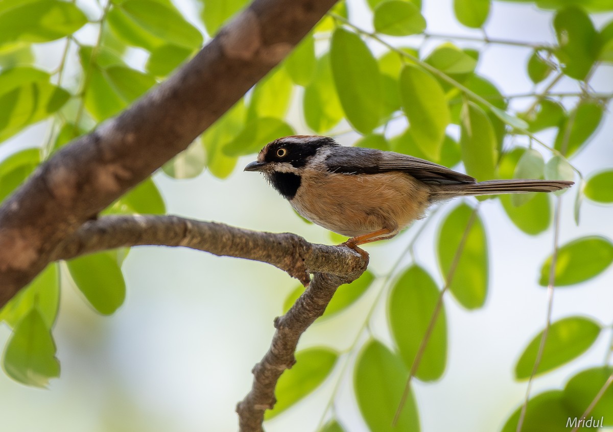 Black-throated Tit - ML619347805