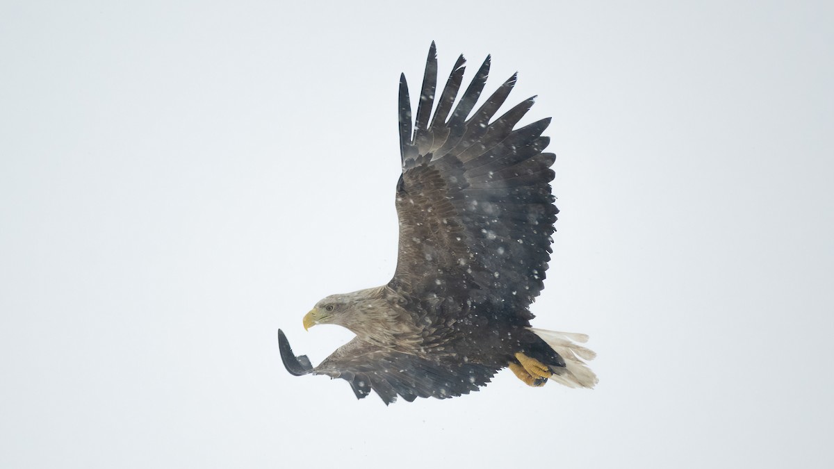 White-tailed Eagle - Eric van Poppel