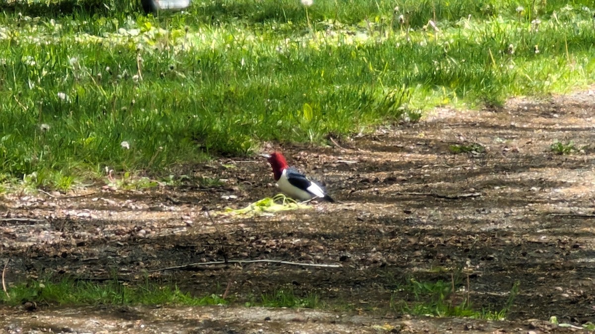 Red-headed Woodpecker - Matthew Brincka