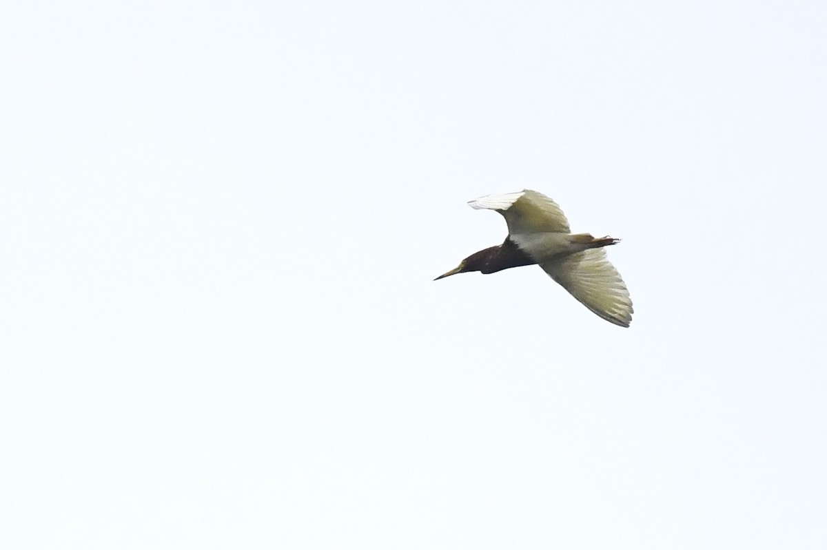 Chinese Pond-Heron - Jhih-Wei (志偉) TSAI (蔡)