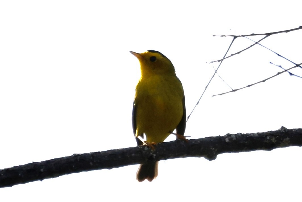 Wilson's Warbler - Catherine Lawrence