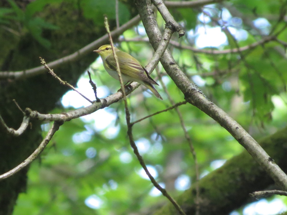 Wood Warbler - Juvenile Birder