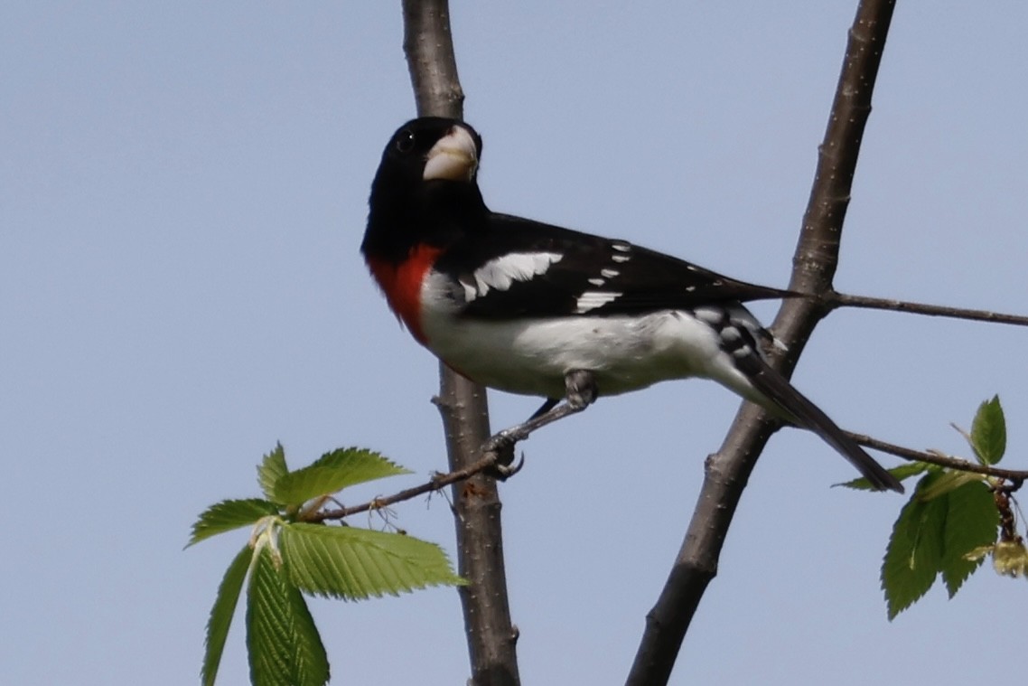 Rose-breasted Grosbeak - Catherine Lawrence