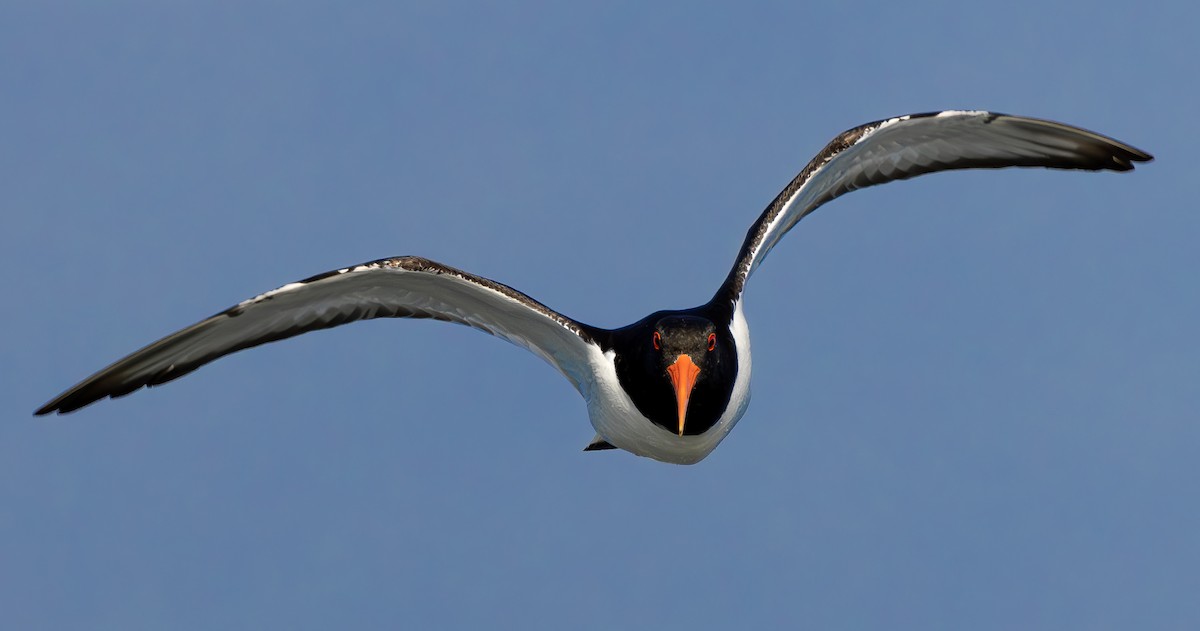 Eurasian Oystercatcher - Alper YILMAZ