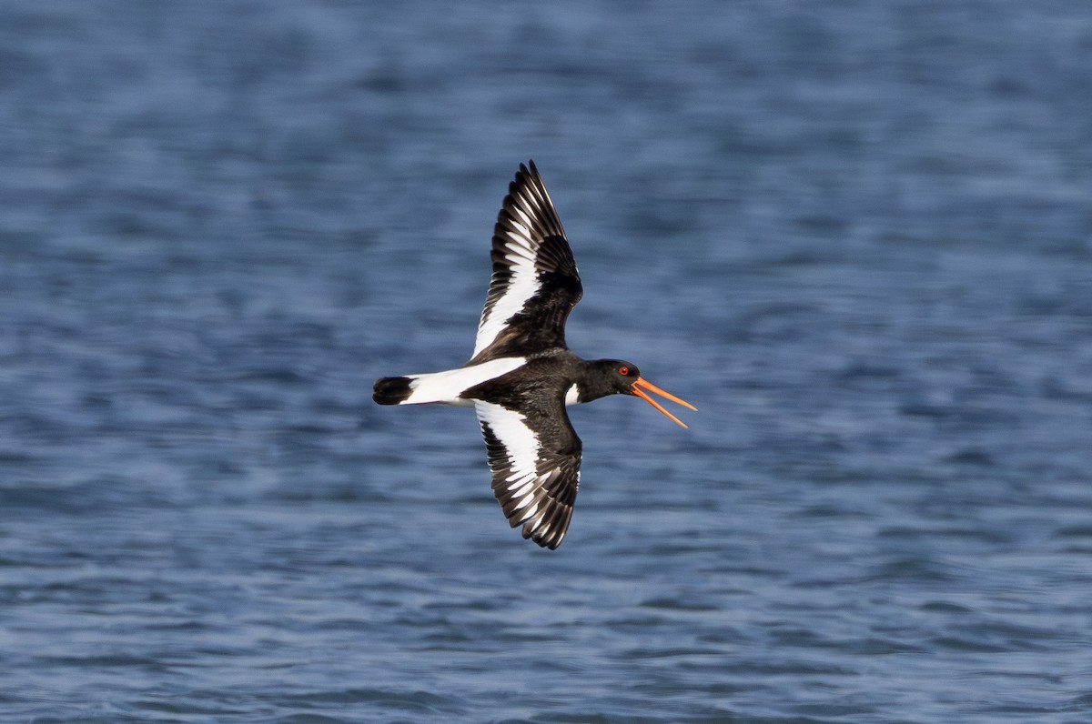 Eurasian Oystercatcher - ML619347866