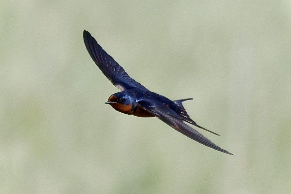 Barn Swallow - Catherine Lawrence