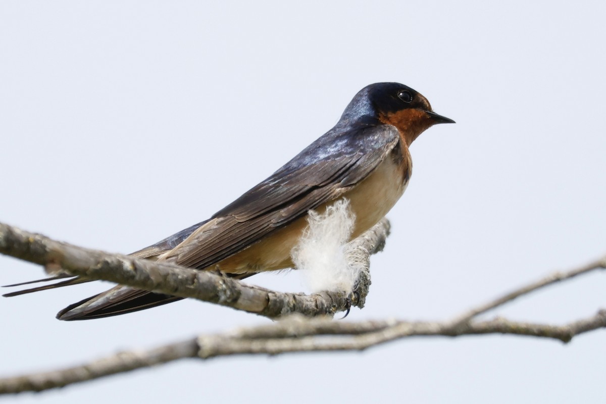 Barn Swallow - Catherine Lawrence