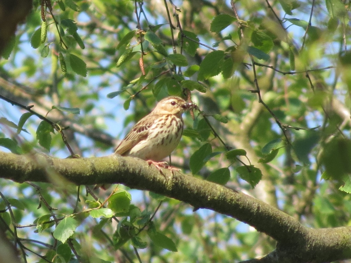 Tree Pipit - Juvenile Birder