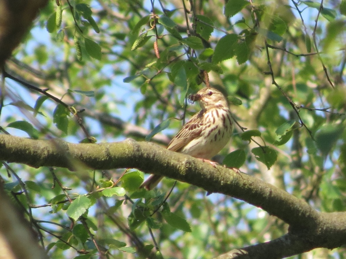 Tree Pipit - Juvenile Birder