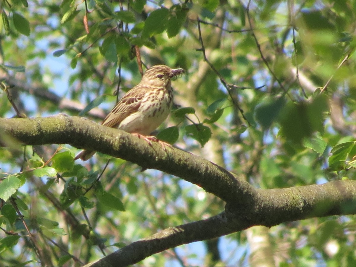 Tree Pipit - Juvenile Birder