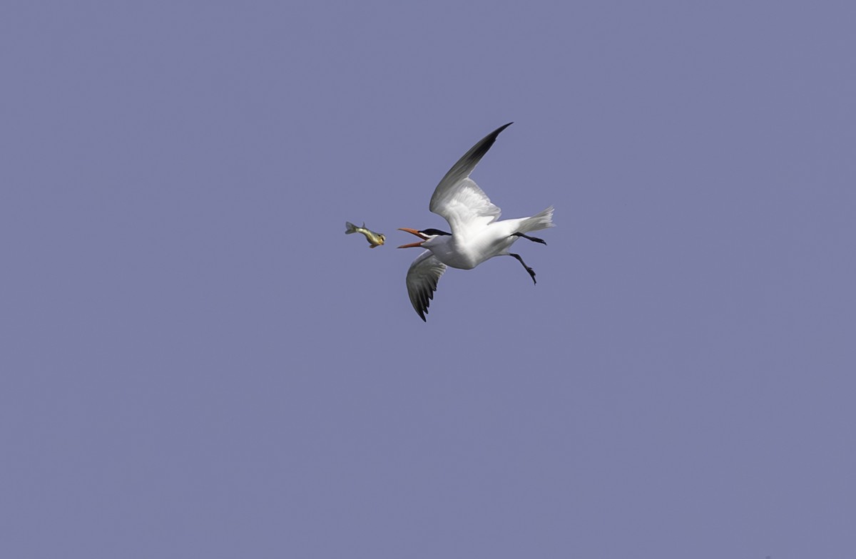 Caspian Tern - Sylvie Martel / Gaétan Giroux