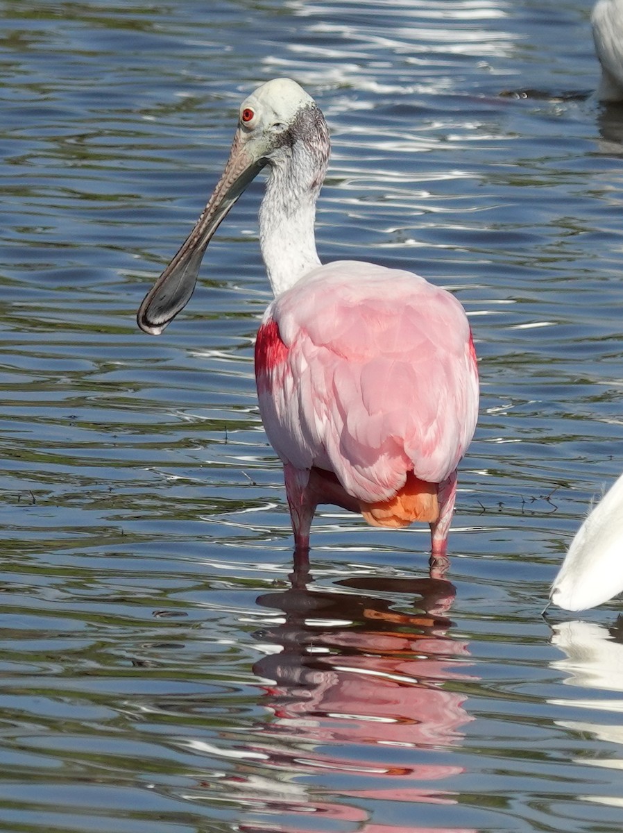 Roseate Spoonbill - Lilian Saul