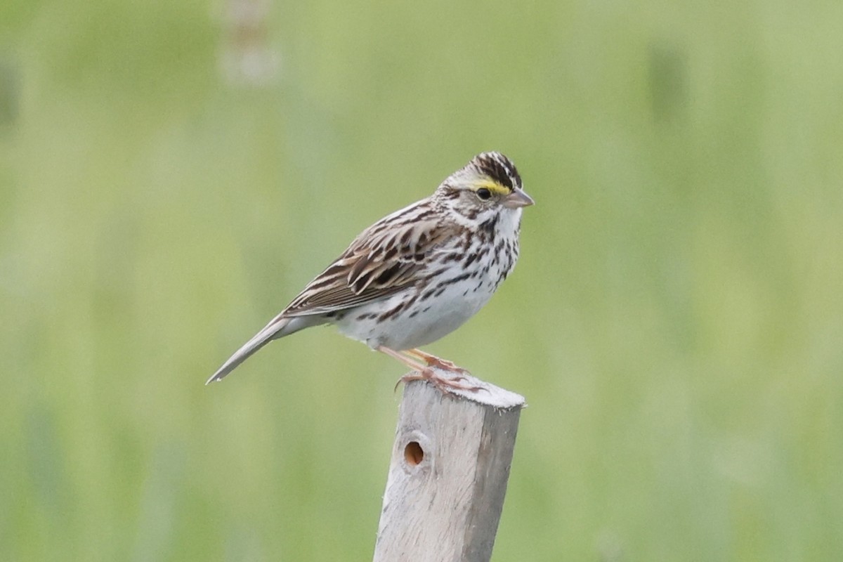 Savannah Sparrow - Catherine Lawrence