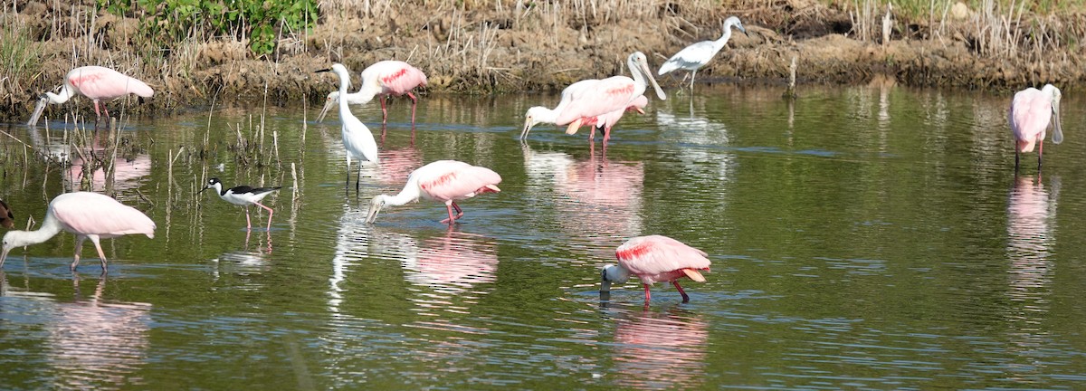 Roseate Spoonbill - Lilian Saul