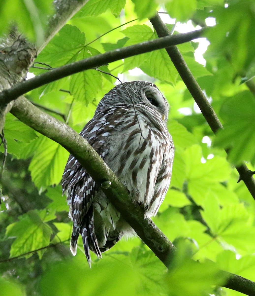 Barred Owl - Mike Fung