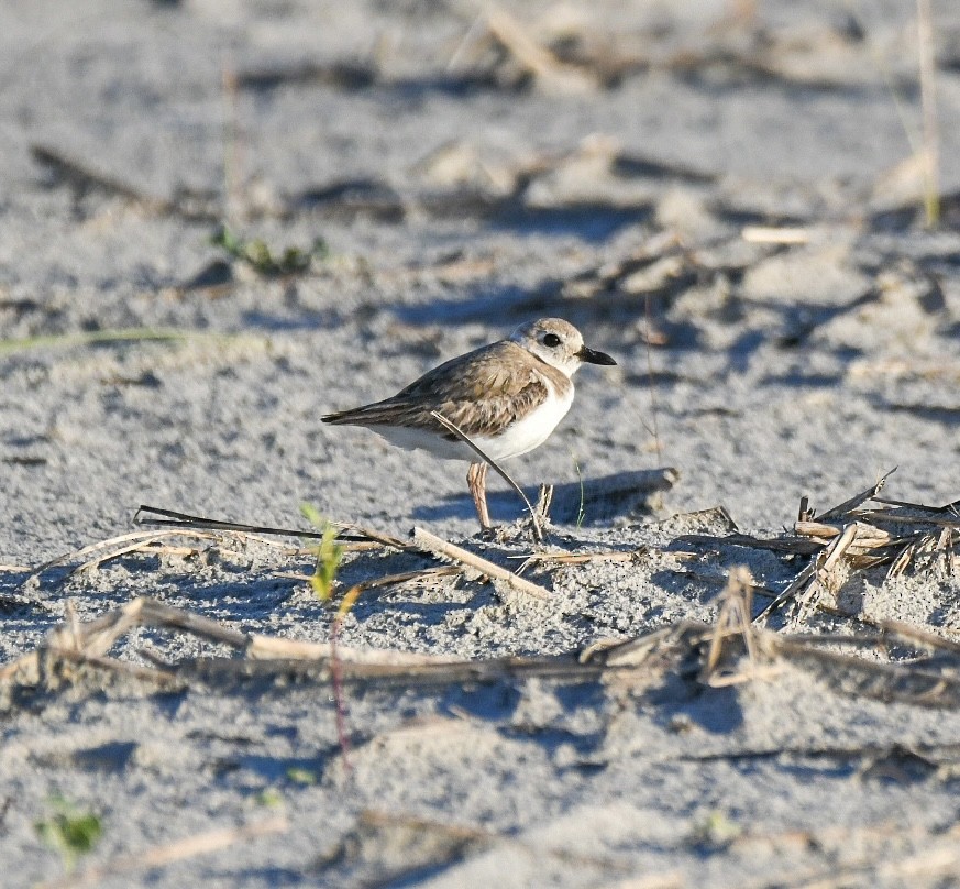 Wilson's Plover - Jenn Clementoni