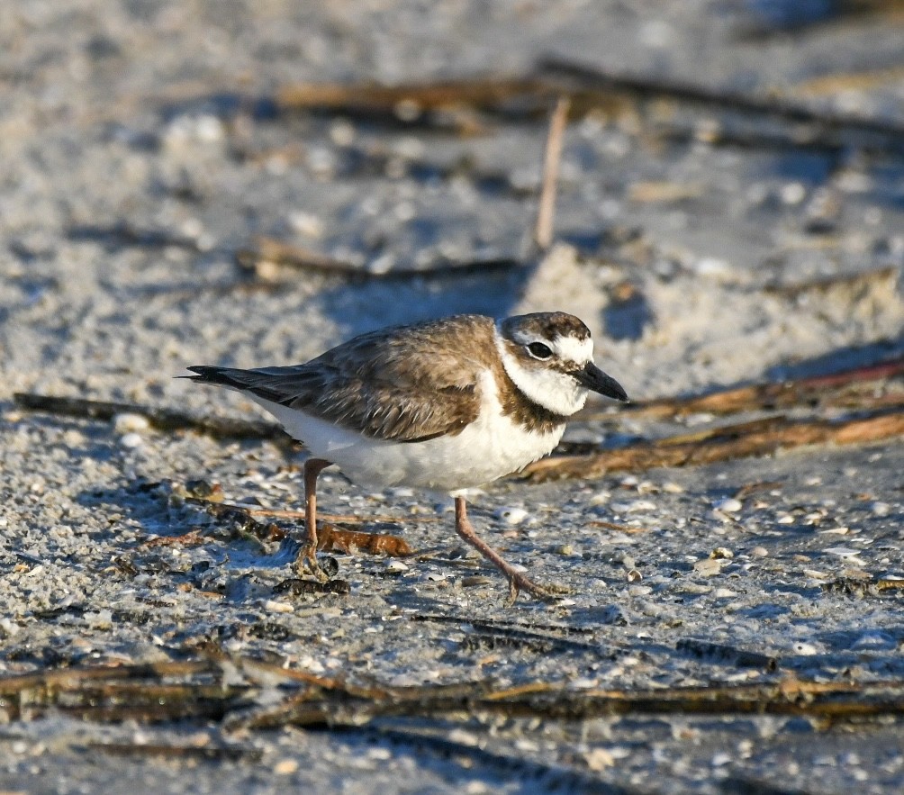 Wilson's Plover - Jenn Clementoni