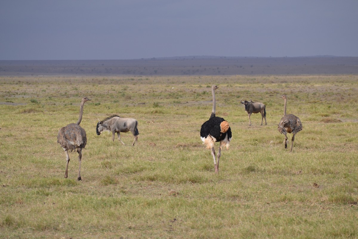 Common Ostrich - Chris Kieu