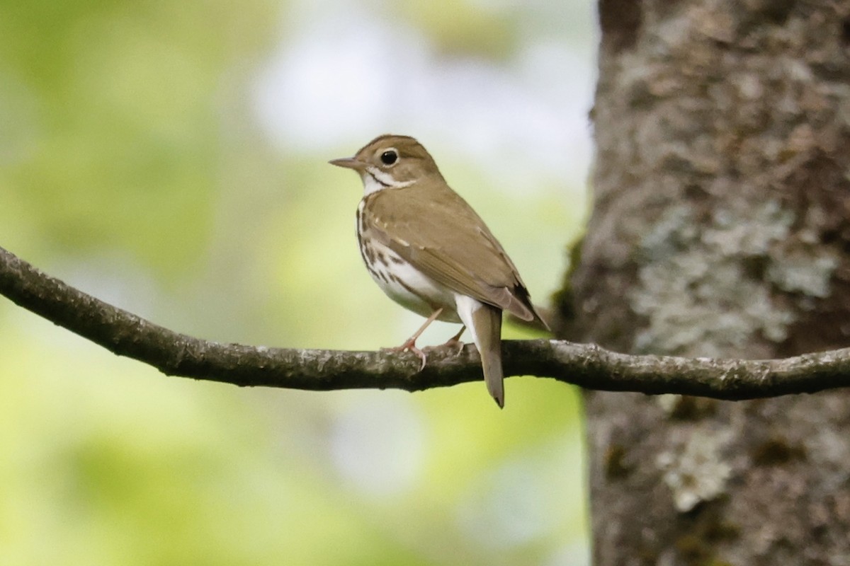 Ovenbird - Catherine Lawrence