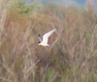 Least Tern - Suzi Holt