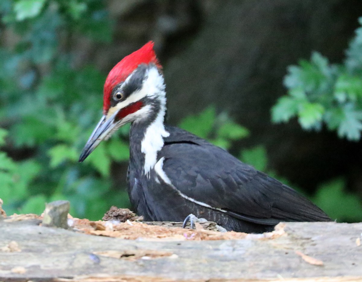 Pileated Woodpecker - Mike Fung